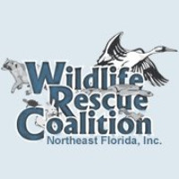 Wildlife Rescue Coalition of Northeast Florida